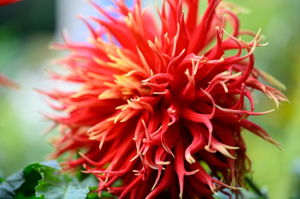 green bay botanical garden