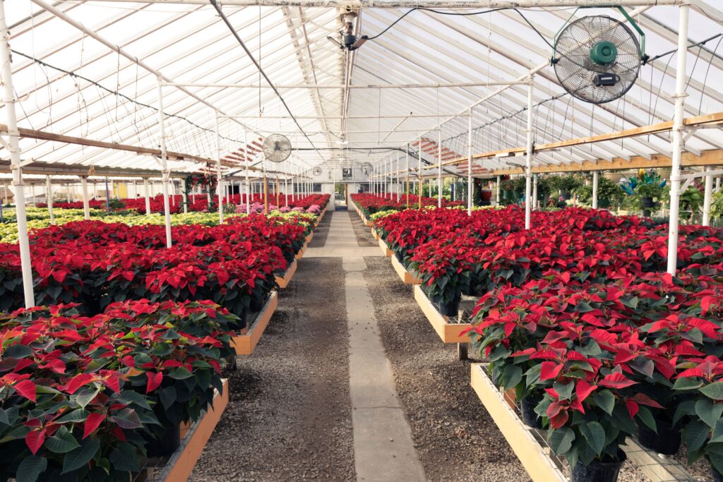 Flowers at Haentze Floral