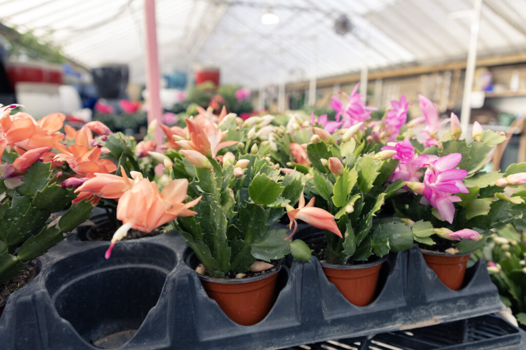 Selection of flowers at Haentze Flora