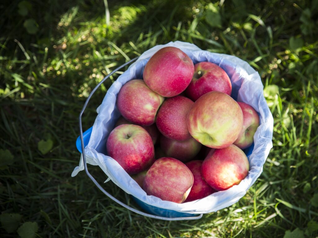 Apple picking in the fall in Milwaukee