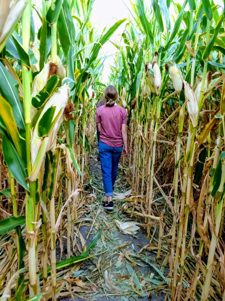 Milwaukee area corn maze